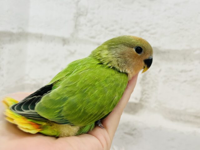 コザクラインコ（小桜インコ）