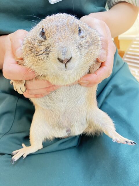 プレーリードッグ