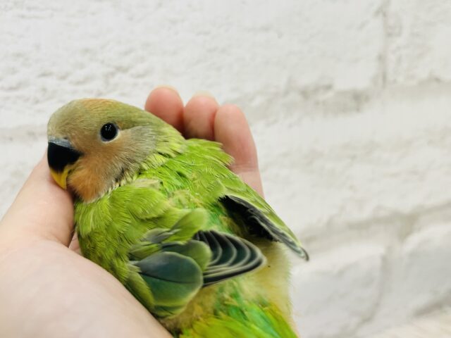 コザクラインコ（小桜インコ）