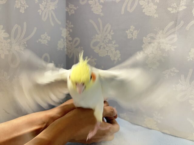 オカメインコ