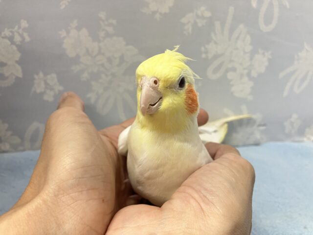 オカメインコ