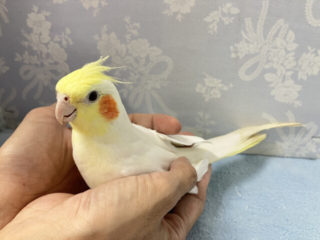 オカメインコ