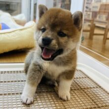 チャームポイント渋滞中♡柴犬ちゃん！