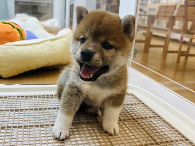 チャームポイント渋滞中♡柴犬ちゃん！