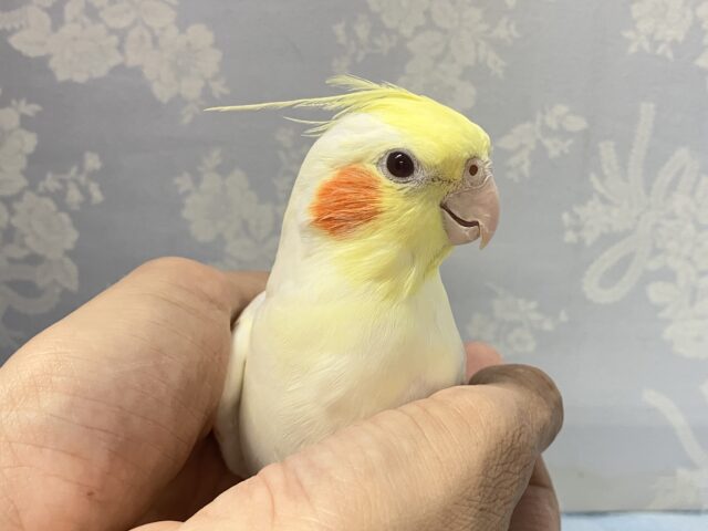 オカメインコ