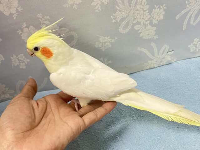 オカメインコ