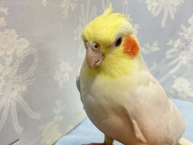 オカメインコ