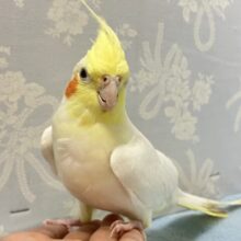 もふもふ王道フレーバー💭バニラちゃん！🍨🤍オカメインコ(ルチノー2024年6月生まれ)