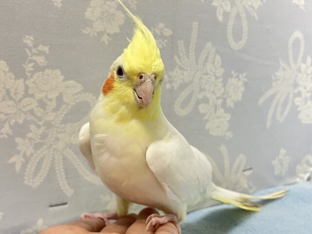 もふもふ王道フレーバー💭バニラちゃん！🍨🤍オカメインコ(ルチノー2024年6月生まれ)