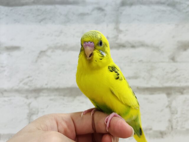 セキセイインコ