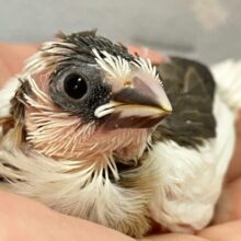 羽の受け皿アヒルっぽいな～🪿🤍ྀི十姉妹(ノーマル2024年10月生まれ)