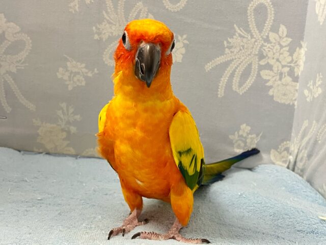 ✨最新画像✨実は甘ったれちゃ～ん🧡コガネメキシコインコ 2023年4月生まれ