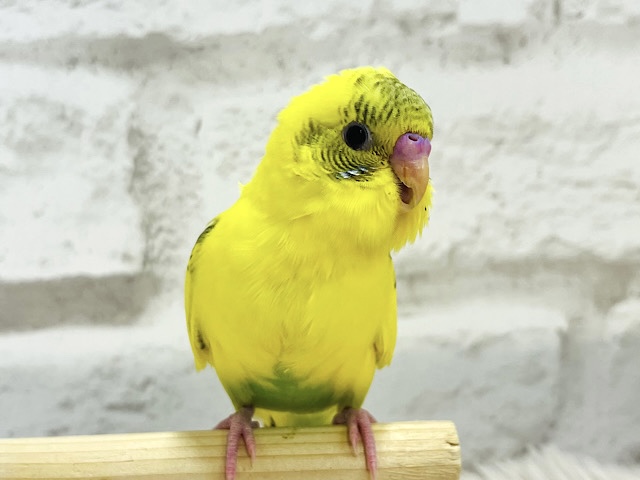 【最新画像更新🪄ひとり餌になりました！】笑顔が得意☺︎セキセイインコ(ハルクイン) ヒナ