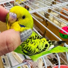 画像更新☆モリモリ食べるよ☆セキセイインコ（グリーンオパーリン）