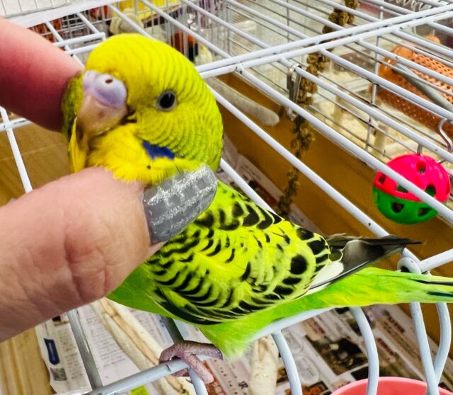 画像更新☆モリモリ食べるよ☆セキセイインコ（グリーンオパーリン）