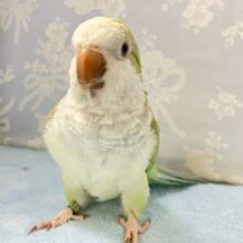 ✨最新画像✨動画あり❣️撫でてアピール止まりません❣️❣️よもぎちゃん💚 オキナインコ(アクアブルーパリド) 2023年6月生まれ