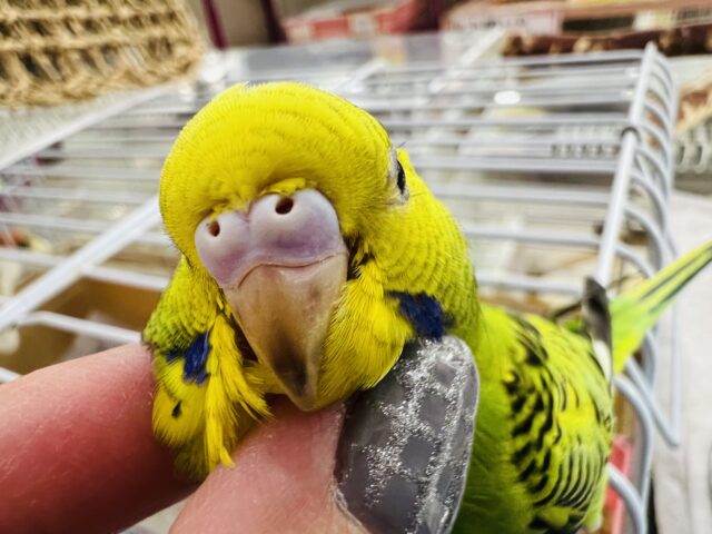 セキセイインコ