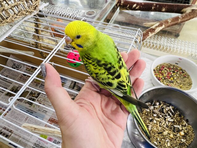 セキセイインコ