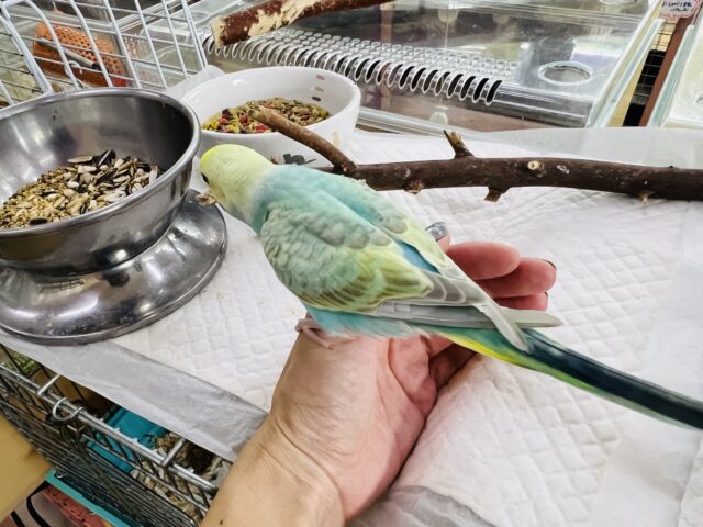 セキセイインコ