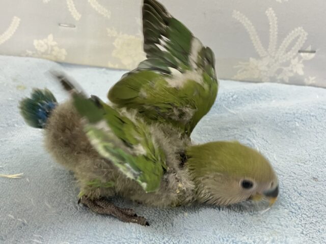 コザクラインコ（小桜インコ）