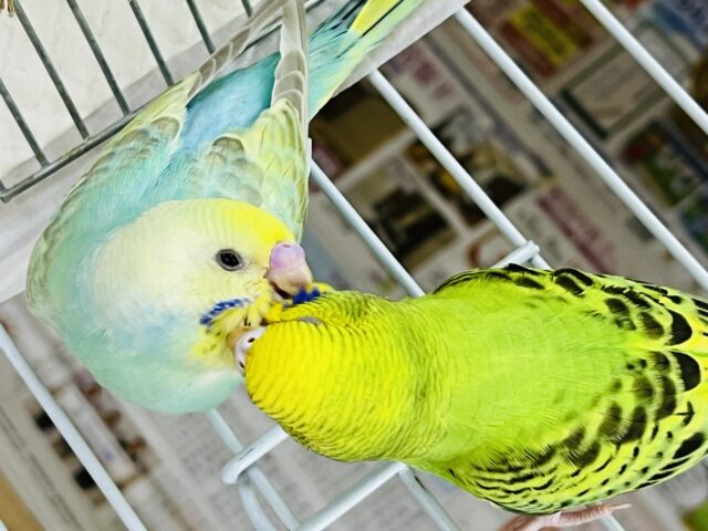 セキセイインコ