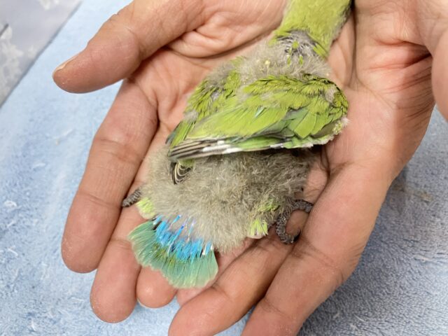 コザクラインコ（小桜インコ）