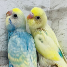 【最新画像更新🪽4羽限定】わちゃわちゃ💓鮮やか4兄弟🐣🫧セキセイインコ ヒナ