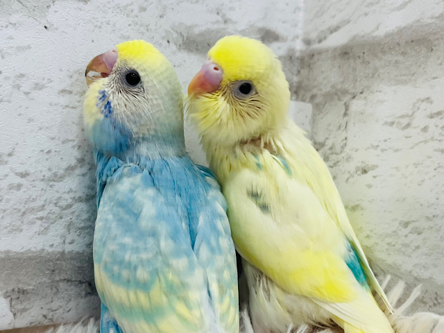 【最新画像更新🪽4羽限定】わちゃわちゃ💓鮮やか4兄弟🐣🫧セキセイインコ ヒナ