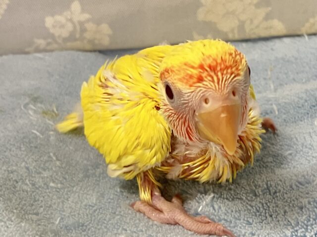 新鮮もぎたて！🍊⸒⸒空へ飛びたて！？⛅️🌀コザクラインコ(ルチノー2024年10月生まれ)