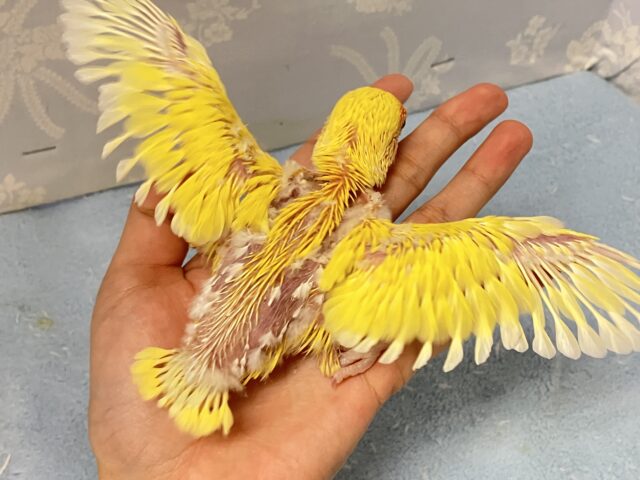 コザクラインコ（小桜インコ）