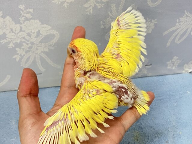 コザクラインコ（小桜インコ）