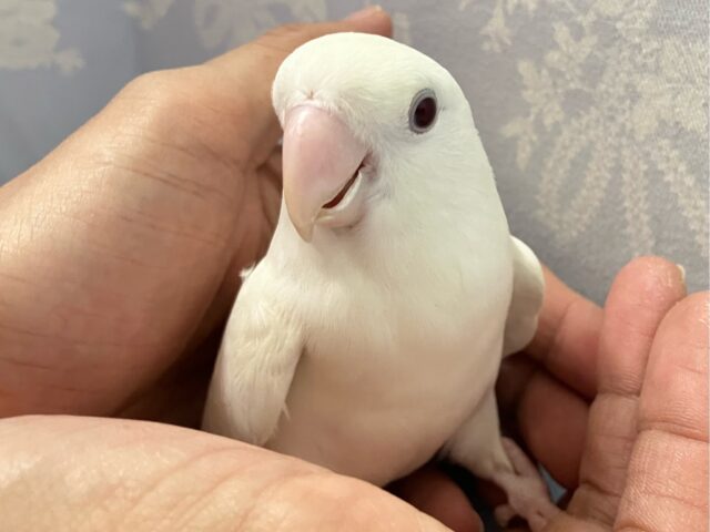 うちゅくしい白色ボディが映えてる‎ぅ〜🤭🤍コザクラインコ(バイオレットブルーイノ) 2023年4月生まれ