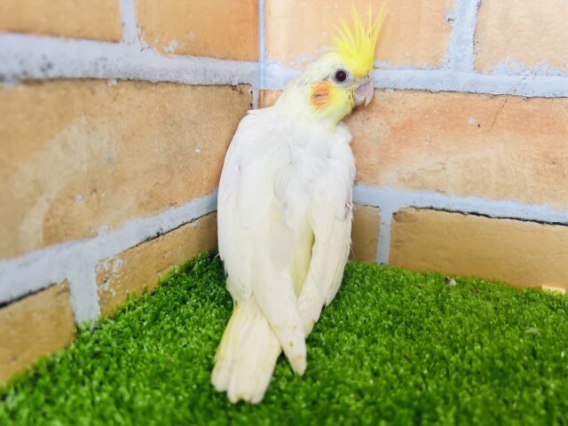 オカメインコ