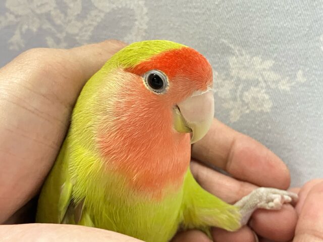 ✨️最新画像✨️スイカ系コザクラ現る？！爽快ジューシ〜！🎐🍉 コザクラインコ(シナモン)2023年10月生まれ