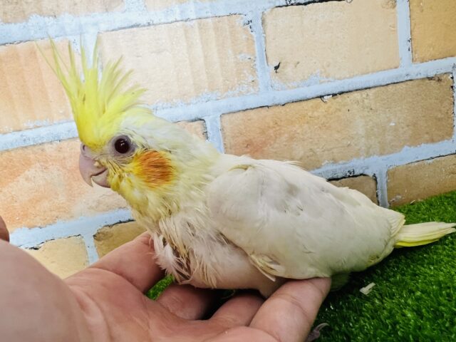 オカメインコ