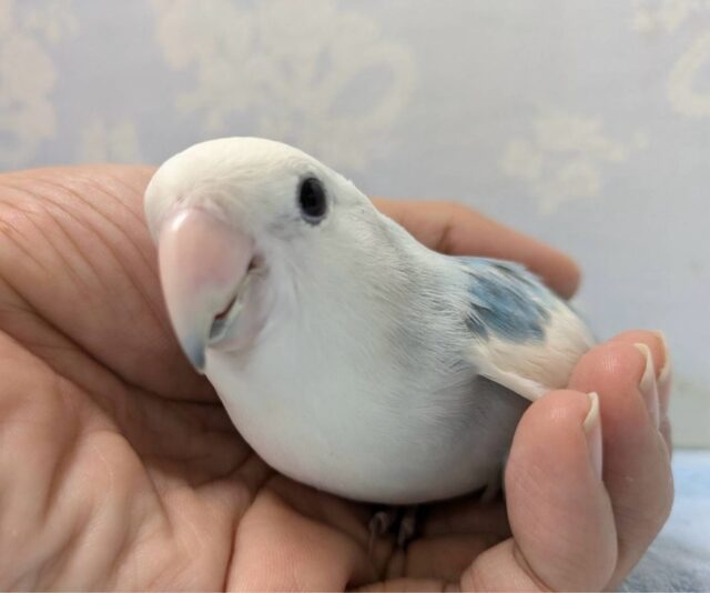 薄い藍色💙コザクラインコ(ターコイズパイド) 2023年1月生まれ