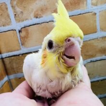 うるうる瞳☆②オカメインコ（ルチノー）