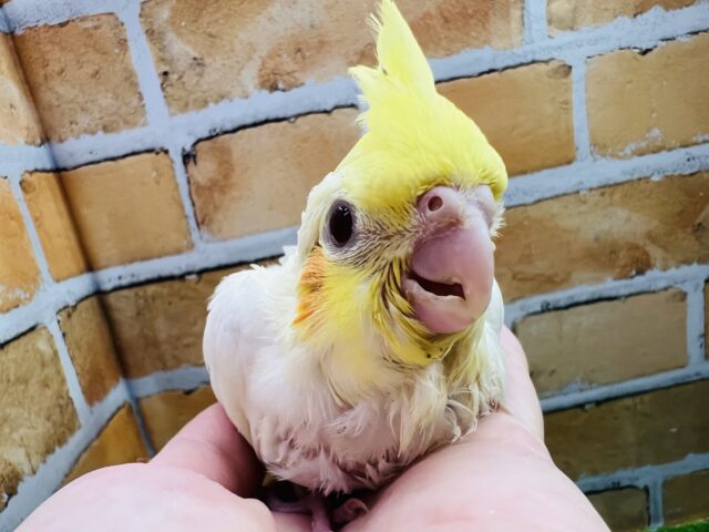 うるうる瞳☆②オカメインコ（ルチノー）