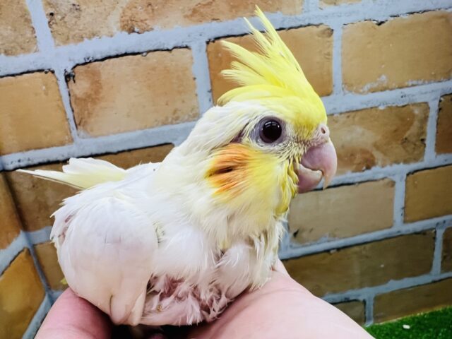 オカメインコ