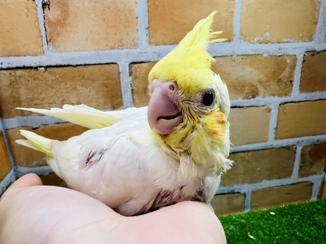 オカメインコ