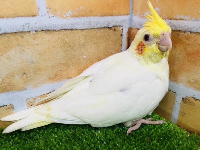 オカメインコ