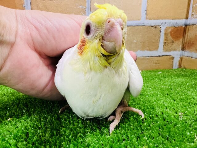 感情表現豊か♡①オカメインコ（ルチノー）