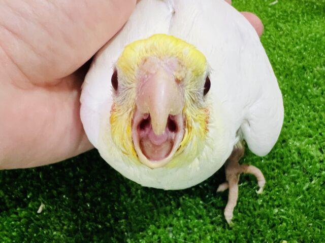 オカメインコ