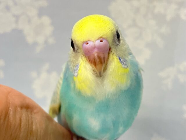 ✨最新画像✨キラキラ明るくトロピカ～ン！✨🍌🌴セキセイインコ(パステルレインボースパングルパイド2024年9月生まれ)