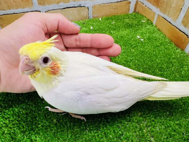 オカメインコ