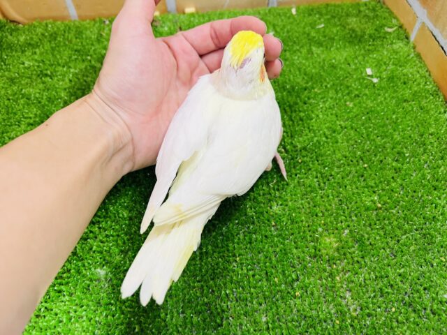 オカメインコ