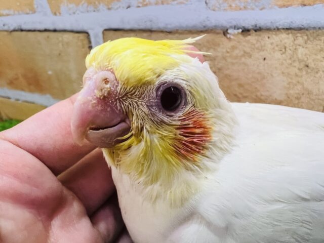 オカメインコ