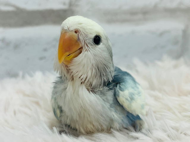 【動画更新🪄】美カラー🫧シャッター音に反応しちゃう♡コザクラインコ(ブルーオパーリンパイド) ヒナ