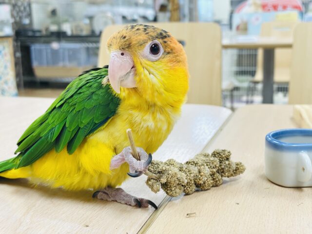 シロハラインコ