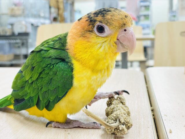 シロハラインコ